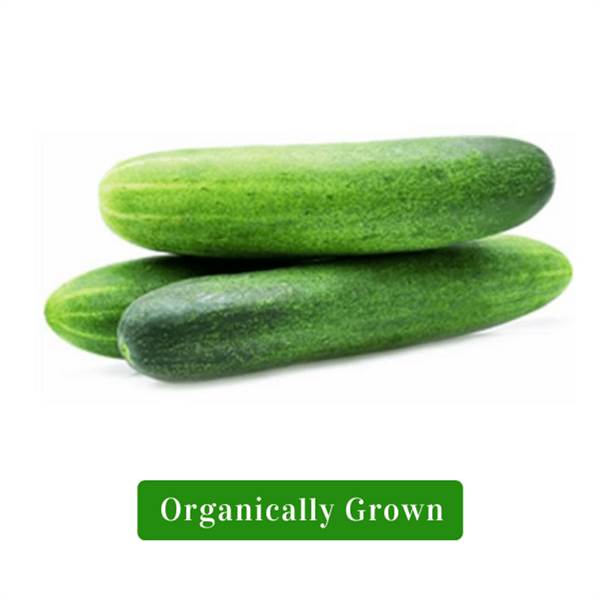 Organic Cucumber Green/Organic Kheera Hara